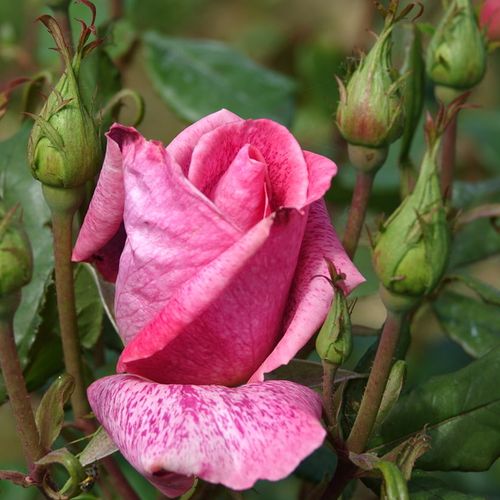 Rosa Pierre Cardin® - roz - Trandafir copac cu trunchi înalt - cu flori teahibrid - coroană dreaptă